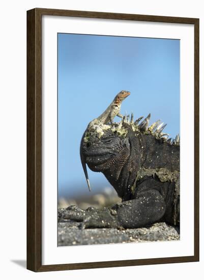 Marine Iguana (Amblyrhynchus Cristatus) on Rock with Lava Lizard Sitting on its Head-Ben Hall-Framed Photographic Print