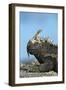 Marine Iguana (Amblyrhynchus Cristatus) on Rock with Lava Lizard Sitting on its Head-Ben Hall-Framed Photographic Print