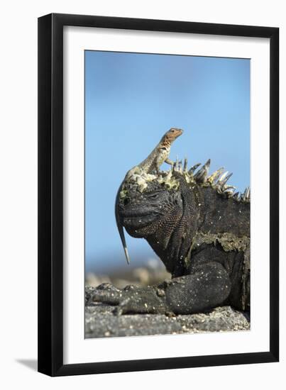 Marine Iguana (Amblyrhynchus Cristatus) on Rock with Lava Lizard Sitting on its Head-Ben Hall-Framed Photographic Print