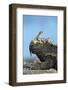 Marine Iguana (Amblyrhynchus Cristatus) on Rock with Lava Lizard Sitting on its Head-Ben Hall-Framed Photographic Print