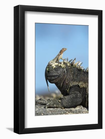 Marine Iguana (Amblyrhynchus Cristatus) on Rock with Lava Lizard Sitting on its Head-Ben Hall-Framed Photographic Print