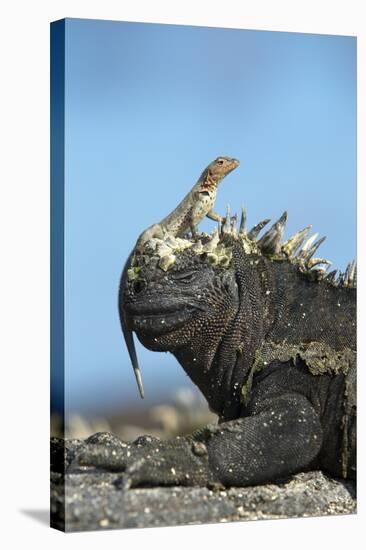 Marine Iguana (Amblyrhynchus Cristatus) on Rock with Lava Lizard Sitting on its Head-Ben Hall-Stretched Canvas