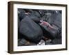 Marine Iguana and Sally Lightfoot Crabs, Galapagos Islands, Ecuador-Charles Sleicher-Framed Photographic Print