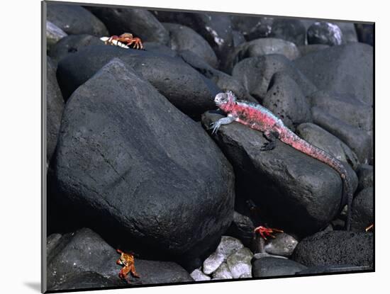 Marine Iguana and Sally Lightfoot Crabs, Galapagos Islands, Ecuador-Charles Sleicher-Mounted Photographic Print