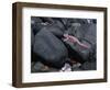 Marine Iguana and Sally Lightfoot Crabs, Galapagos Islands, Ecuador-Charles Sleicher-Framed Photographic Print