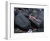 Marine Iguana and Sally Lightfoot Crabs, Galapagos Islands, Ecuador-Charles Sleicher-Framed Photographic Print