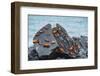 Marine iguana and Sally-lightfoot crabs on a rock at high tide-Tui De Roy-Framed Photographic Print