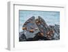 Marine iguana and Sally-lightfoot crabs on a rock at high tide-Tui De Roy-Framed Photographic Print