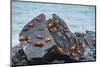 Marine iguana and Sally-lightfoot crabs on a rock at high tide-Tui De Roy-Mounted Photographic Print