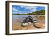 Marine iguana basking in sun-warmed salt pool, Galapagos-Tui De Roy-Framed Photographic Print