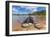 Marine iguana basking in sun-warmed salt pool, Galapagos-Tui De Roy-Framed Photographic Print