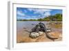 Marine iguana basking in sun-warmed salt pool, Galapagos-Tui De Roy-Framed Photographic Print