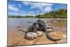 Marine iguana basking in sun-warmed salt pool, Galapagos-Tui De Roy-Mounted Photographic Print