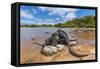 Marine iguana basking in sun-warmed salt pool, Galapagos-Tui De Roy-Framed Stretched Canvas