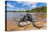 Marine iguana basking in sun-warmed salt pool, Galapagos-Tui De Roy-Stretched Canvas