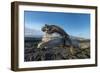 Marine iguana basking on driftwood, Fernandina, Galapagos-Tui De Roy-Framed Photographic Print