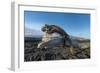 Marine iguana basking on driftwood, Fernandina, Galapagos-Tui De Roy-Framed Photographic Print