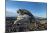 Marine iguana basking on driftwood, Fernandina, Galapagos-Tui De Roy-Mounted Photographic Print