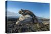 Marine iguana basking on driftwood, Fernandina, Galapagos-Tui De Roy-Stretched Canvas