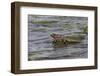 Marine iguana, Espanola Island, Galapagos Islands, Ecuador.-Adam Jones-Framed Photographic Print