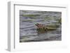 Marine iguana, Espanola Island, Galapagos Islands, Ecuador.-Adam Jones-Framed Photographic Print