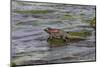 Marine iguana, Espanola Island, Galapagos Islands, Ecuador.-Adam Jones-Mounted Photographic Print