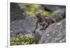 Marine iguana, Espanola Island, Galapagos Islands, Ecuador.-Adam Jones-Framed Photographic Print