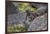 Marine iguana, Espanola Island, Galapagos Islands, Ecuador.-Adam Jones-Framed Photographic Print