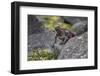 Marine iguana, Espanola Island, Galapagos Islands, Ecuador.-Adam Jones-Framed Photographic Print