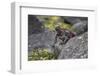 Marine iguana, Espanola Island, Galapagos Islands, Ecuador.-Adam Jones-Framed Photographic Print