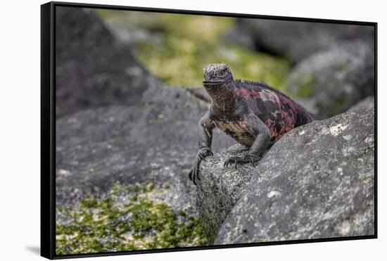 Marine iguana, Espanola Island, Galapagos Islands, Ecuador.-Adam Jones-Framed Stretched Canvas