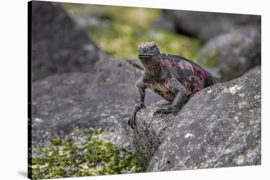 Marine iguana, Espanola Island, Galapagos Islands, Ecuador.-Adam Jones-Stretched Canvas