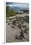 Marine Iguana, Fernandina Island, Galapagos Islands, Ecuador-Pete Oxford-Framed Premium Photographic Print