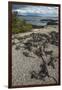 Marine Iguana, Fernandina Island, Galapagos Islands, Ecuador-Pete Oxford-Framed Premium Photographic Print