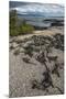 Marine Iguana, Fernandina Island, Galapagos Islands, Ecuador-Pete Oxford-Mounted Premium Photographic Print