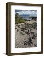 Marine Iguana, Fernandina Island, Galapagos Islands, Ecuador-Pete Oxford-Framed Photographic Print