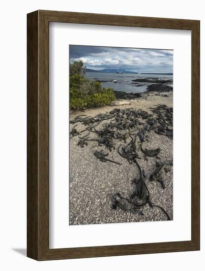 Marine Iguana, Fernandina Island, Galapagos Islands, Ecuador-Pete Oxford-Framed Photographic Print