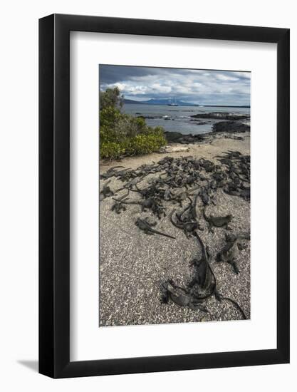 Marine Iguana, Fernandina Island, Galapagos Islands, Ecuador-Pete Oxford-Framed Photographic Print