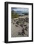 Marine Iguana, Fernandina Island, Galapagos Islands, Ecuador-Pete Oxford-Framed Photographic Print