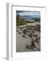 Marine Iguana, Fernandina Island, Galapagos Islands, Ecuador-Pete Oxford-Framed Photographic Print