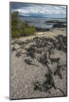 Marine Iguana, Fernandina Island, Galapagos Islands, Ecuador-Pete Oxford-Mounted Photographic Print