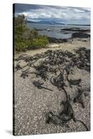 Marine Iguana, Fernandina Island, Galapagos Islands, Ecuador-Pete Oxford-Stretched Canvas