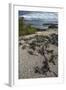 Marine Iguana, Fernandina Island, Galapagos Islands, Ecuador-Pete Oxford-Framed Photographic Print