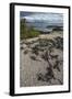 Marine Iguana, Fernandina Island, Galapagos Islands, Ecuador-Pete Oxford-Framed Photographic Print