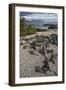 Marine Iguana, Fernandina Island, Galapagos Islands, Ecuador-Pete Oxford-Framed Photographic Print