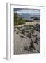 Marine Iguana, Fernandina Island, Galapagos Islands, Ecuador-Pete Oxford-Framed Photographic Print