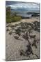 Marine Iguana, Fernandina Island, Galapagos Islands, Ecuador-Pete Oxford-Mounted Photographic Print