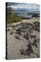 Marine Iguana, Fernandina Island, Galapagos Islands, Ecuador-Pete Oxford-Stretched Canvas