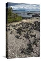 Marine Iguana, Fernandina Island, Galapagos Islands, Ecuador-Pete Oxford-Stretched Canvas