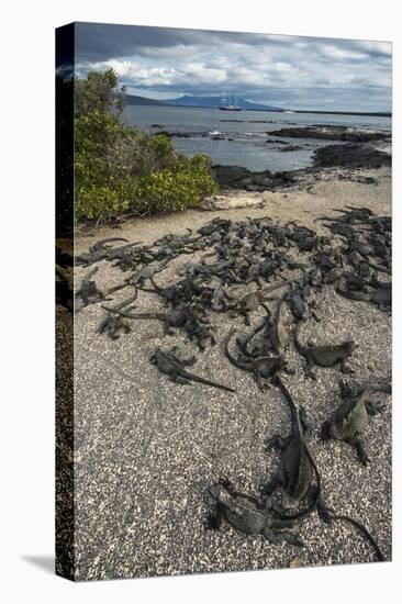 Marine Iguana, Fernandina Island, Galapagos Islands, Ecuador-Pete Oxford-Stretched Canvas